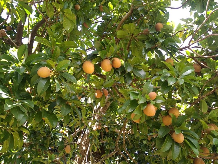 Récolte de fruits, fleurs et graines à la Sylvathèque de 16h à 17h samedi 6 juin